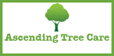 Ascending Tree Care in Phoenix, AZ