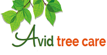 Avid Tree Care in Mount Vernon, WA