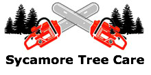 Sycamore Tree Care in Bow, NH