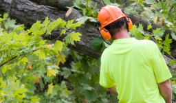 Tree Service