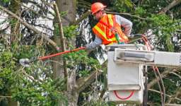 Tree Trimming